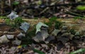 Closeup of wood ear fungus on a dead tree, Auricularia cornea Royalty Free Stock Photo