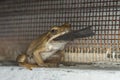 Closeup of a wood frog with food in his mouth on the ground with metallic fences on the background