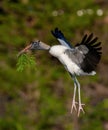 Closeup of a wood stork, Mycteria americana holding a plant with its beak captured in flight Royalty Free Stock Photo