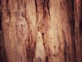 closeup of wood texture