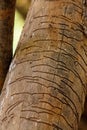 Closeup of wood worm tracks on a tree trunk. Royalty Free Stock Photo