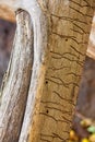 Closeup of wood worm tracks on a tree trunk. Royalty Free Stock Photo