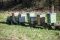 wooden beehives in a meadow Royalty Free Stock Photo