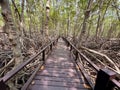 Closeup wooden bridge in the middle of mangrove forest, Petchaburi, Thailand Royalty Free Stock Photo