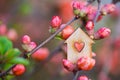 Closeup wooden house with hole in form of heart surrounded by pink flowering branches of spring trees Royalty Free Stock Photo