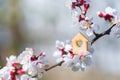 Closeup wooden house with hole in form of heart surrounded by white flowering branches of spring trees Royalty Free Stock Photo