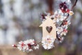 Closeup wooden house with hole in form of heart surrounded by white flowering branches of spring trees Royalty Free Stock Photo