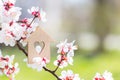 Closeup wooden house with hole in form of heart surrounded by white flowering branches of spring trees Royalty Free Stock Photo