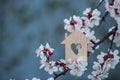 Closeup wooden house with hole in form of heart surrounded by white flowering branches of spring trees Royalty Free Stock Photo