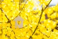 Closeup wooden house with hole in form of heart surrounded by yellow flowering branches of forsythia