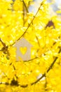 Closeup wooden house with hole in form of heart surrounded by yellow flowering branches of forsythia
