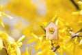 Closeup wooden house with hole in form of heart surrounded by yellow flowering branches of forsythia