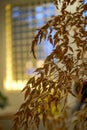 Closeup of wooden lattice windows under houseplants