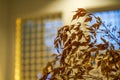 Closeup of wooden lattice windows under houseplants