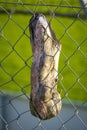 Closeup of a wooden part in a metal fence