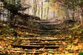 Closeup of a wooden pathway in a forest covered in dried leaves under the sunlight Royalty Free Stock Photo