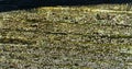 Closeup wooden plank of a boat with barnacles