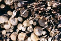 Closeup of woodpile of cut firewood logs and branches. Rustic fuel concept. Royalty Free Stock Photo