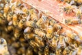 Worker bees on beehive