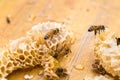 Closeup Of The Worker Bees On Honeycomb