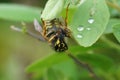 Closeup on a worker European yellow-jacket wasp, Vespula vulgaris preadting on a small fly