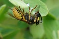 Closeup on a worker European yellow-jacket wasp, Vespula vulgaris preadting on a small fly