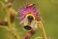 Closeup on a worker white-tailed bumblebee, Bombus lucorum on a purple thistle flower Royalty Free Stock Photo