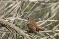 Closeup of Wren with insects in a bush Royalty Free Stock Photo