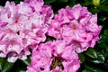 Closeup of 'Scintillation' Rhododendron on a sunny day Royalty Free Stock Photo