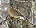 Closeup of a (Zenaida macroura) Mourning Dove perched on a tree branch Royalty Free Stock Photo