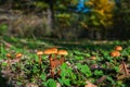 Closeup of Xeromphalina campanella mushrooms onglade in forest