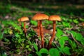 Closeup of Xeromphalina campanella mushrooms. Nature wallpaper