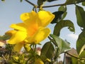 Closeup of yellow Allamanda cathartica flowers blooming next to the yard Royalty Free Stock Photo