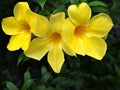 Closeup yellow Allamanda cathartica flowers in garden with blurred background ,macro image ,sweet color Royalty Free Stock Photo