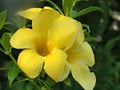 Closeup yellow Allamanda cathartica  flowers in garden Royalty Free Stock Photo