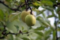 yellow apples on branch of apple tree in a garden Royalty Free Stock Photo