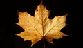 Closeup of a Yellow Autumn Leaf against a Black Background Royalty Free Stock Photo