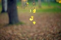 Closeup Yellow autumn leaves of a birch on a tree branch lit by the bright sun on a blurred background of trees