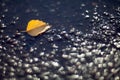 Closeup Yellow autumn leaves lying in a puddle lit by the bright sun on a blurred background