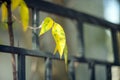 Closeup Yellow autumn leaves on a tree branch lit by the bright sun on a blurred background of trees