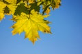 Closeup of Yellow autumn maple leave on tree branch against blue sky with copy space Royalty Free Stock Photo