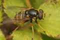 Closeup on the Yellow barred peat hover fly, Sericomyia silentis