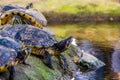 Closeup of a yellow bellied cumberland slider turtle at the water side, tropical reptile specie from America Royalty Free Stock Photo