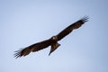 Closeup of a yellow-billed kite during flight. Milvus aegyptius.