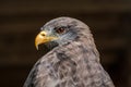 Closeup of a yellow-billed kite in KZN, South Africa