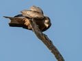 Wildlife photo of a Yellow-billed Kite Milvus aegyptius