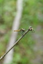 closeup the yellow black dragonfly hold on bamboo drilled plant soft focus natural green brown background Royalty Free Stock Photo