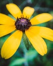 Closeup of a yellow black-eyed Susan flower blooms in a botanical garden Royalty Free Stock Photo