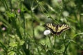 Pallid/pale swallowtail butterfly