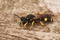 Closeup on a yellow and black ornate tailed digger wasp, Cerceris rybyensis